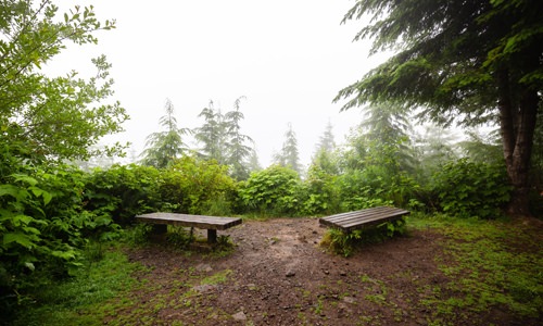 wood benches in forest clearing